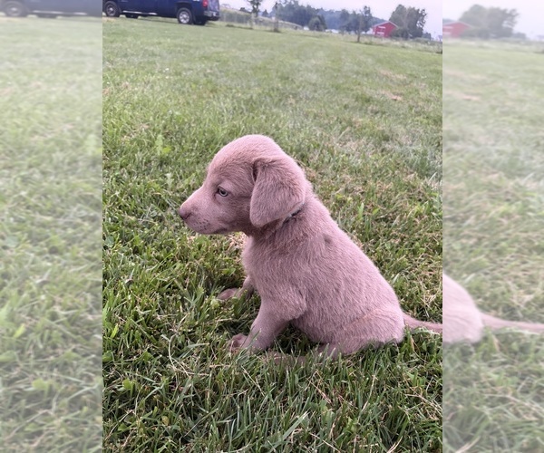 Medium Photo #5 Labrador Retriever Puppy For Sale in MIDDLEBURY, IN, USA