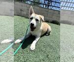 Small Photo #8 Siberian Husky-Unknown Mix Puppy For Sale in Rockwall, TX, USA