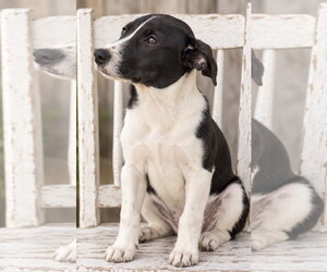 Jasper 2.0 - Male Whippet Dog for Adoption - Photo #4