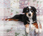 Small #2 Miniature Australian Shepherd