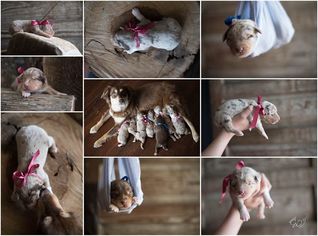 Australian Shepherd Puppy for sale in WHITMIRE, SC, USA