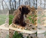 Small Photo #3 Schnoodle (Miniature) Puppy For Sale in NIANGUA, MO, USA