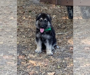 German Shepherd Dog Puppy for sale in BREMOND, TX, USA