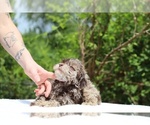 Small #16 ShihPoo