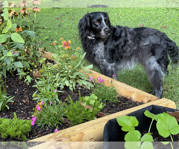 Medium Photo #1 - Mix Puppy For Sale in Curwensville, PA, USA