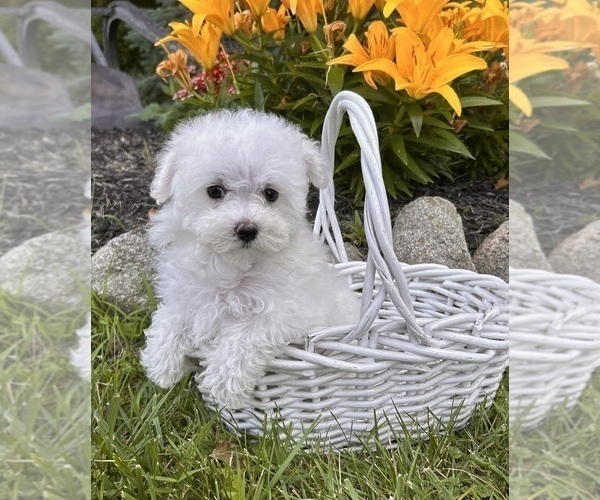 Medium Photo #4 Maltese Puppy For Sale in MIDDLEBURY, IN, USA