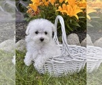 Small #3 Maltese