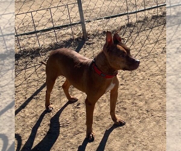 Medium Photo #1 Mutt Puppy For Sale in Yoder, CO, USA