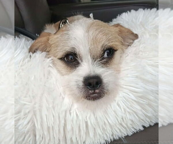 Medium Photo #2 Jack Russell Terrier Puppy For Sale in Spring Lake, NC, USA