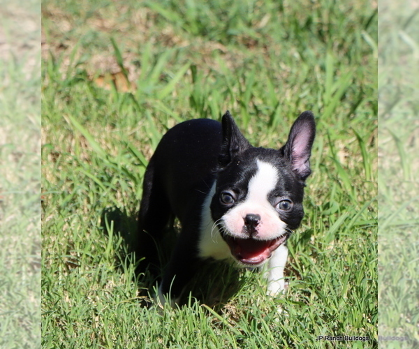 Medium Photo #10 Boston Terrier Puppy For Sale in WINNSBORO, TX, USA