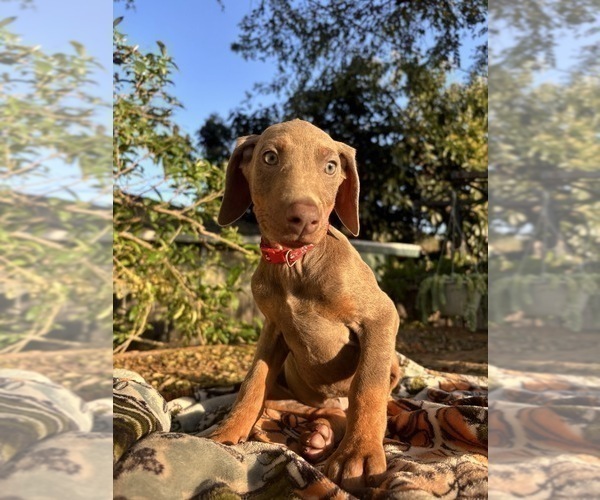 Medium Photo #15 Doberman Pinscher Puppy For Sale in ONTARIO, CA, USA