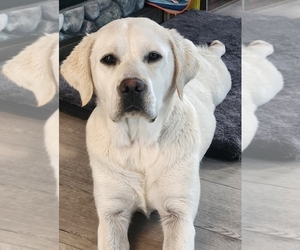 Mother of the Labrador Retriever puppies born on 04/14/2025