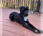 Small #21 Boxer-Brittany Mix