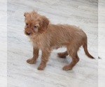 Small Photo #1 Cavapoo Puppy For Sale in LE MARS, IA, USA