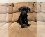 Small #4 Labrador Retriever Mix