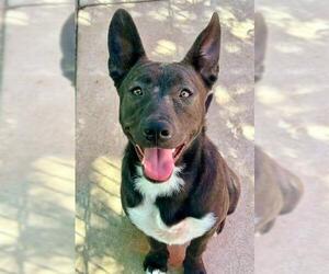 Australian Kelpie-Unknown Mix Dogs for adoption in Sacramento, CA, USA
