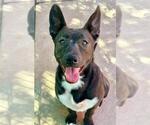 Small Australian Kelpie Mix
