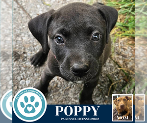 Labrador Retriever-Unknown Mix Dogs for adoption in Kimberton, PA, USA