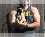 Small #8 Presa Canario
