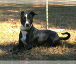 Small #1 Basenji-Labrador Retriever Mix