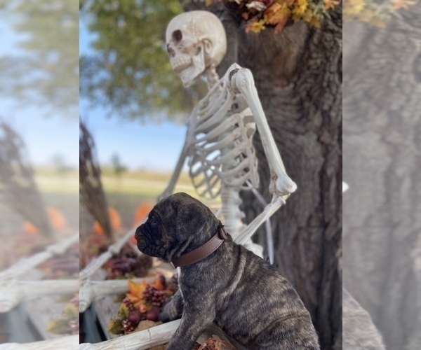 Medium Photo #2 Cane Corso Puppy For Sale in WALTERS, OK, USA