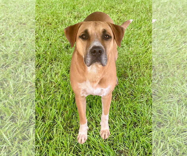 Medium Photo #2 Bulldog-Unknown Mix Puppy For Sale in Eastman, GA, USA