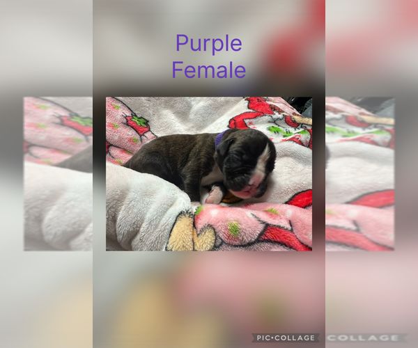 Medium Photo #39 Boxer Puppy For Sale in RALEIGH, NC, USA