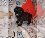 Puppy Sweetie Poodle (Toy)-Yorkshire Terrier Mix