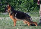 Small Photo #1 German Shepherd Dog Puppy For Sale in WAXHAW, NC, USA