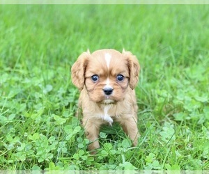 Cavalier King Charles Spaniel Puppy for sale in WOOSTER, OH, USA