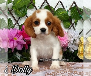 Cavalier King Charles Spaniel Puppy for sale in MIAMI, FL, USA