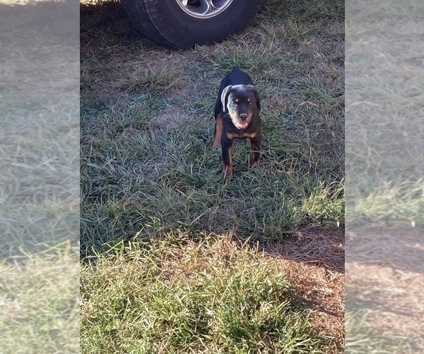 Medium Photo #6 Rottweiler Puppy For Sale in ATL, GA, USA