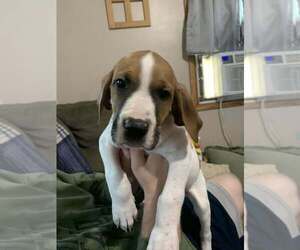 Labrador Retriever-Saint Bernard Mix Puppy for sale in KENNEY, IL, USA