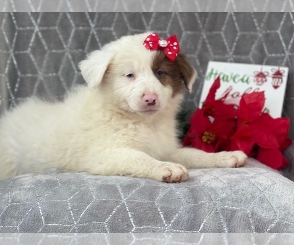 Medium Photo #2 Australian Shepherd Puppy For Sale in LAKELAND, FL, USA