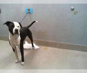 American Pit Bull Terrier-Unknown Mix Dogs for adoption in Las Vegas, NV, USA