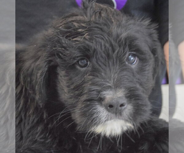 Medium Photo #6 Golden Retriever-Unknown Mix Puppy For Sale in Huntley, IL, USA