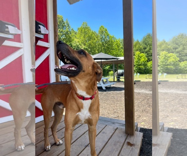 Medium Photo #7 Mutt Puppy For Sale in Rustburg, VA, USA
