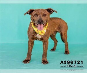 Labrador Retriever-Unknown Mix Dogs for adoption in Conroe, TX, USA