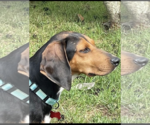 Small #7 Black and Tan Coonhound