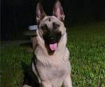 Small Photo #1 German Shepherd Dog Puppy For Sale in DENTON, TX, USA