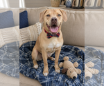 Small #1 Golden Labrador