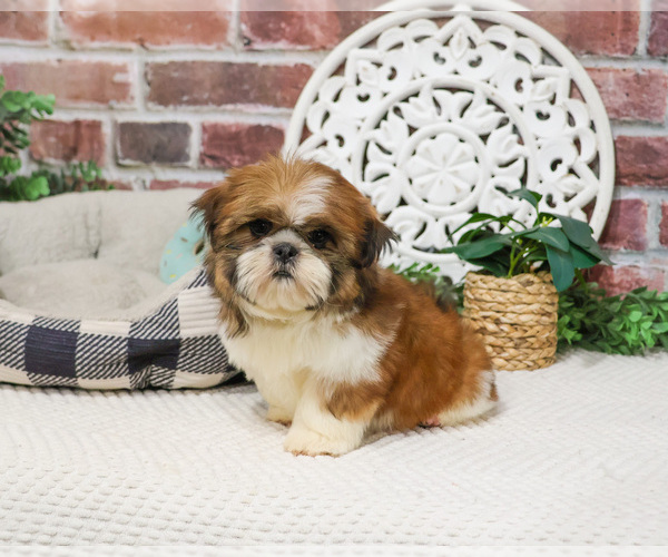 Medium Photo #4 Shih Tzu Puppy For Sale in SYRACUSE, IN, USA
