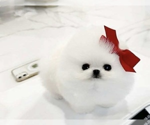 Pomeranian Puppy for sale in FULTON, MO, USA