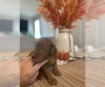 Small Photo #5 Goldendoodle Puppy For Sale in NORTH LAS VEGAS, NV, USA
