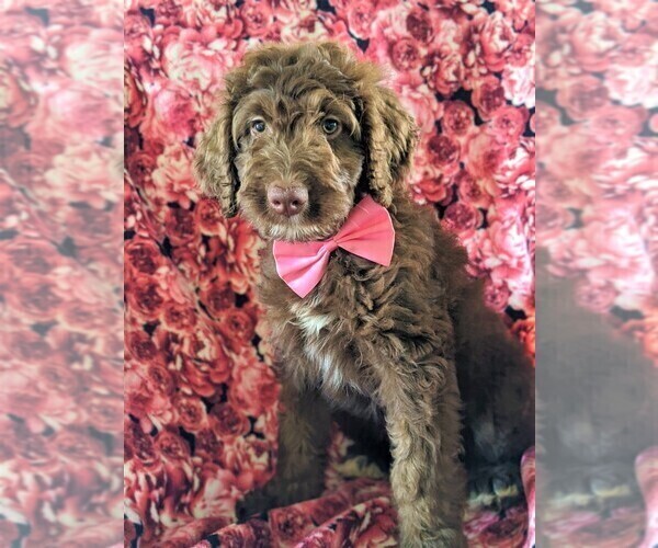 Medium Photo #3 Aussiedoodle Puppy For Sale in PORT DEPOSIT, MD, USA