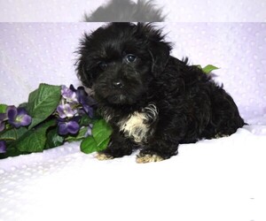 YorkiePoo Puppy for sale in BARNESVILLE, KS, USA