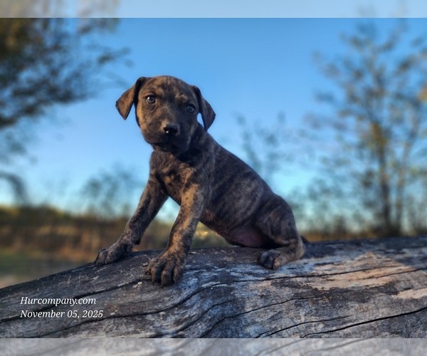 Medium Photo #8 Catahoula Leopard Dog Puppy For Sale in CUMBY, TX, USA