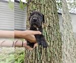 Small Photo #19 Great Dane Puppy For Sale in WALNUT GROVE, MO, USA