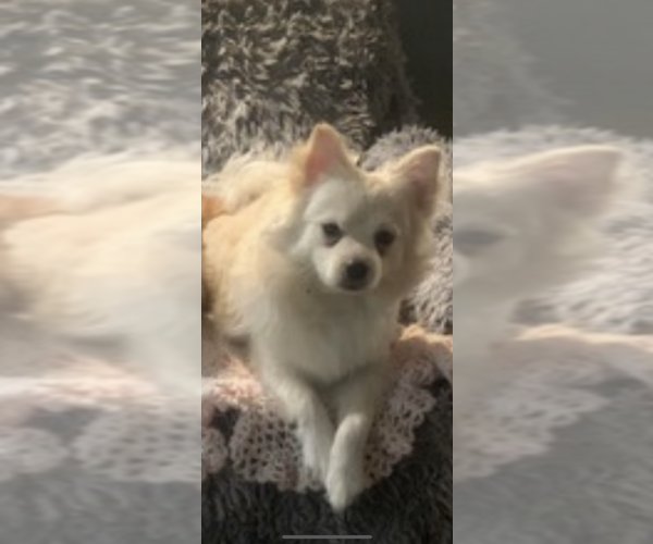 Medium Photo #1 Pomeranian Puppy For Sale in PORTLAND, OR, USA