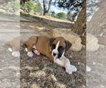 Small Photo #3 Boxer Puppy For Sale in ESPANOLA, NM, USA